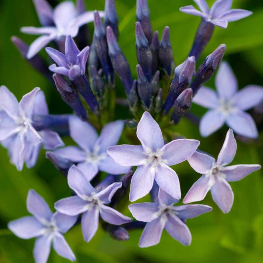 Amsonia 'Blue Ice'