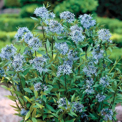 Amsonia 'Blue Ice'