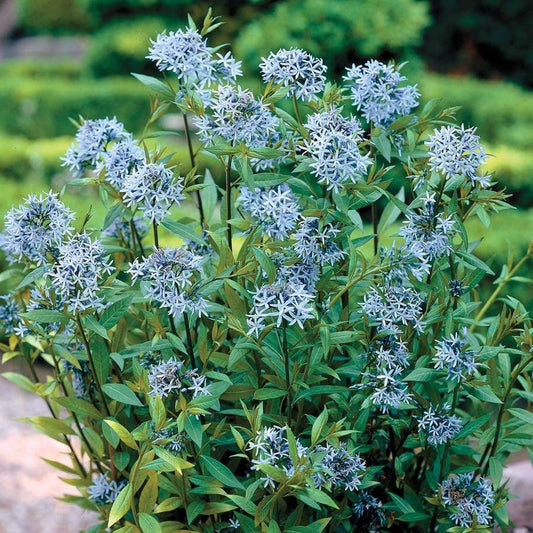 Amsonia 'Blue Ice'