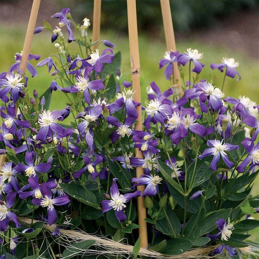 Clematis 'Violet Stardust'