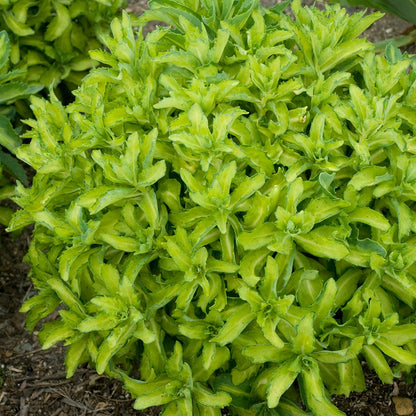 Sedum Autumn Delight™