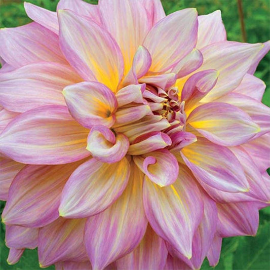 Dahlia 'Strawberry Ice' Bulb