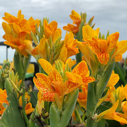 Canna 'Tenerife' Bulbs