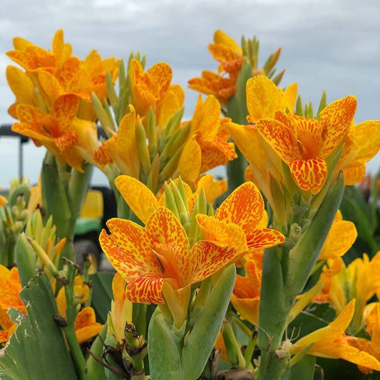 Canna 'Tenerife' Bulbs