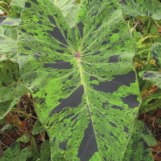 Colocasia 'Mojito' Bulb