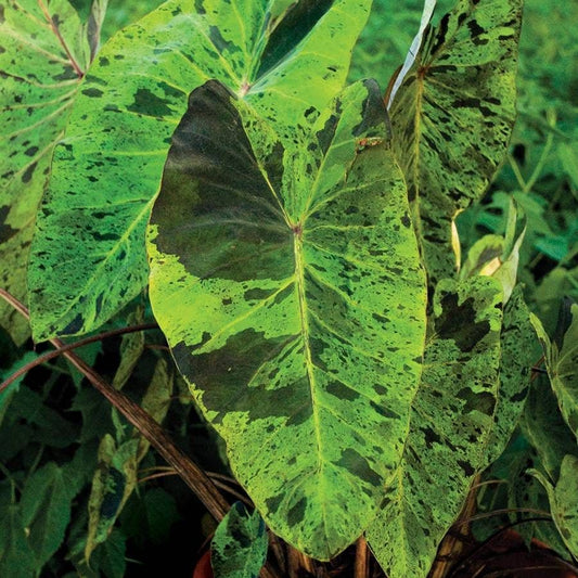 Colocasia 'Mojito' Bulb