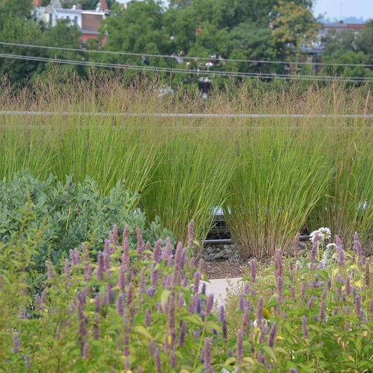 Panicum 'Heavy Metal'