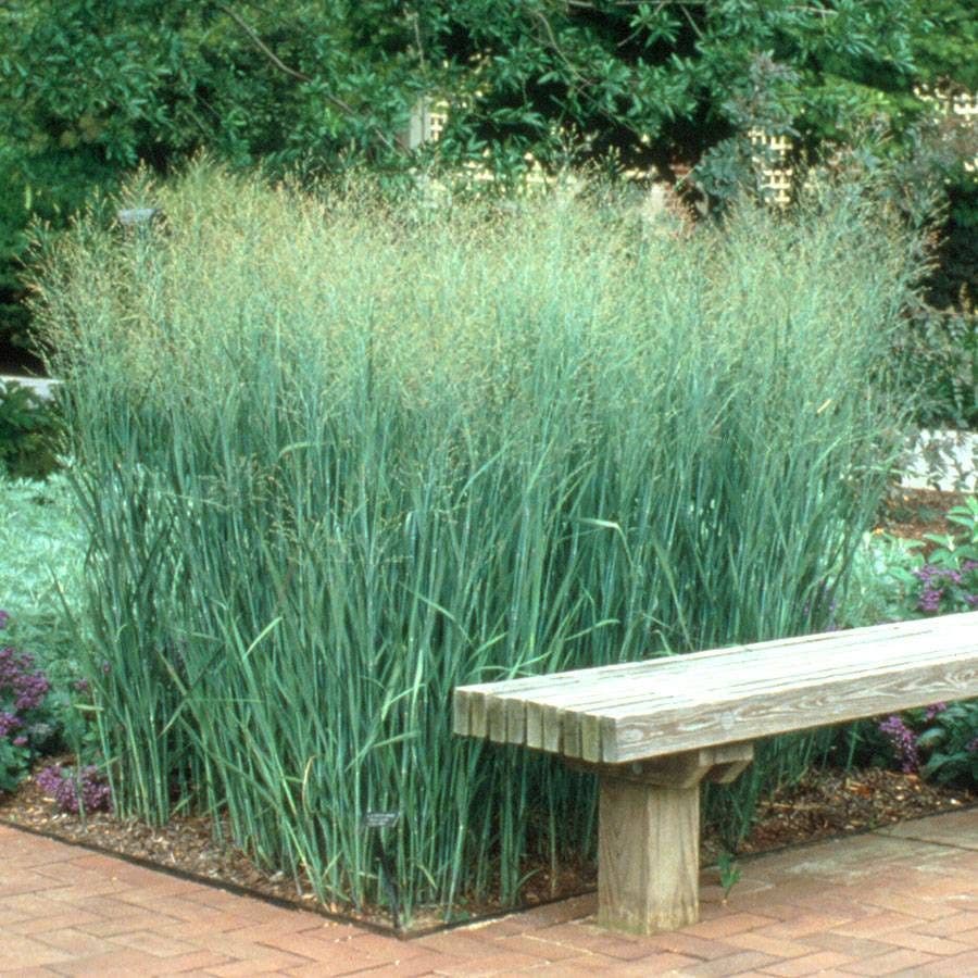 Panicum 'Heavy Metal'