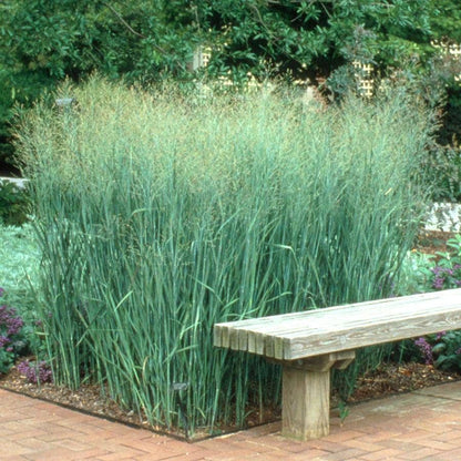 Panicum 'Heavy Metal'