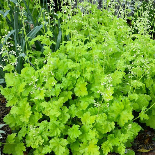 Heuchera 'Lime Rickey'