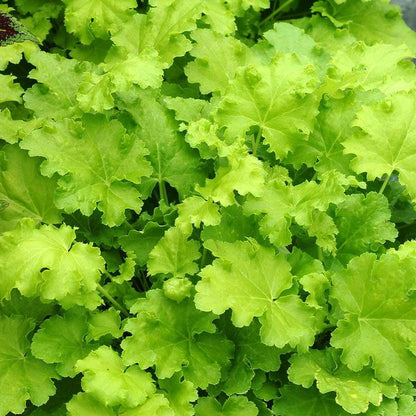 Heuchera 'Lime Rickey'
