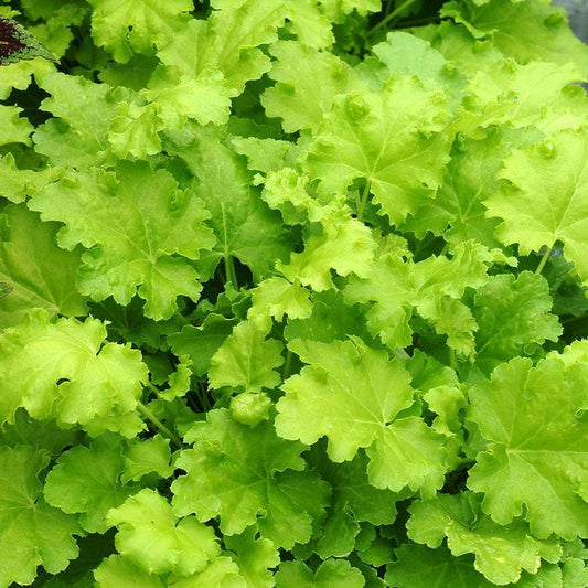 Heuchera 'Lime Rickey'