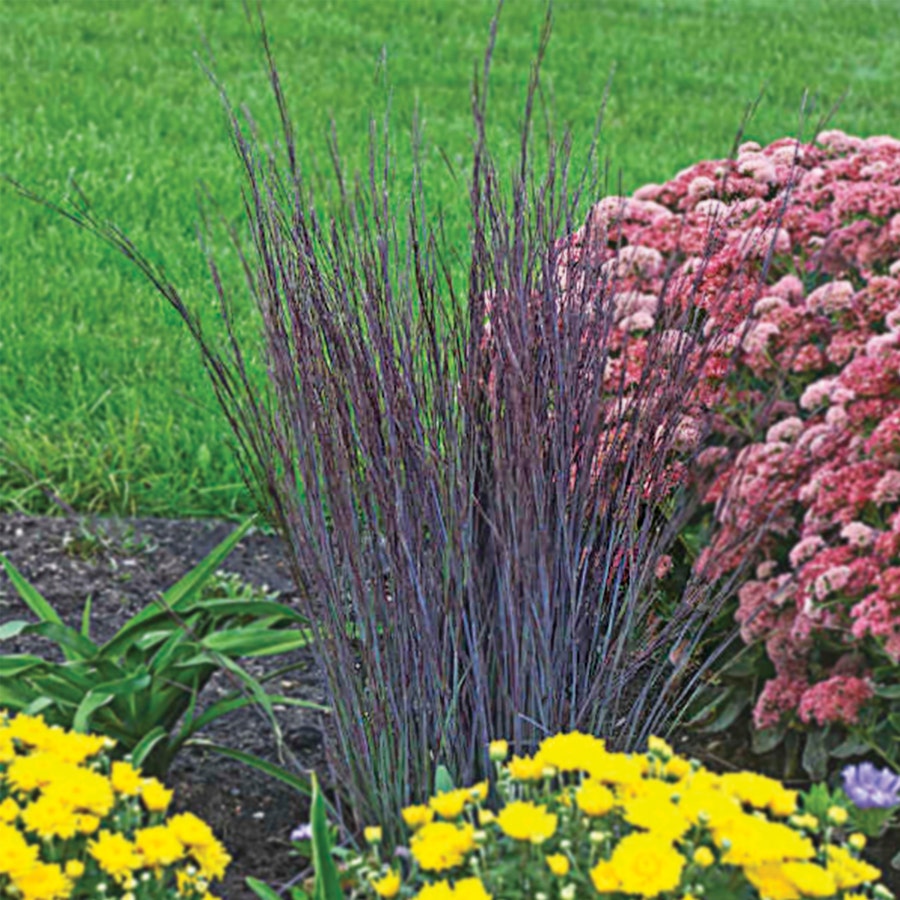 Schzachyrium 'Smoke Signal'