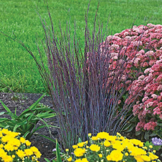 Schzachyrium 'Smoke Signal'