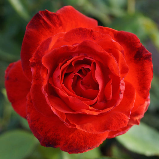 Rosa Camara