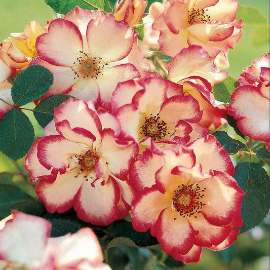 Betty Boop™ Floribunda Rose
