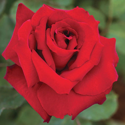 Love's Promise™ Hybrid Tea Rose