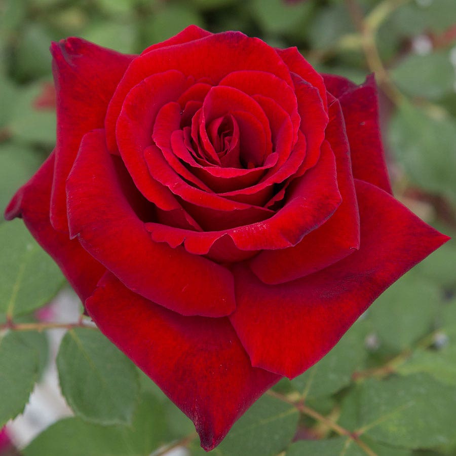 Love's Promise™ Hybrid Tea Rose
