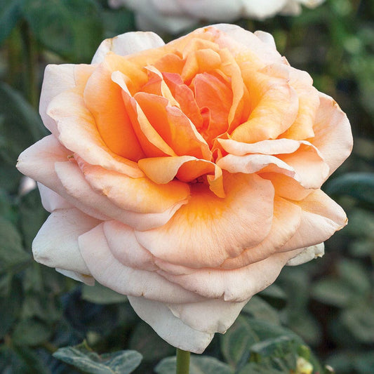 Apricots n' Cream™ Hybrid Tea Rose