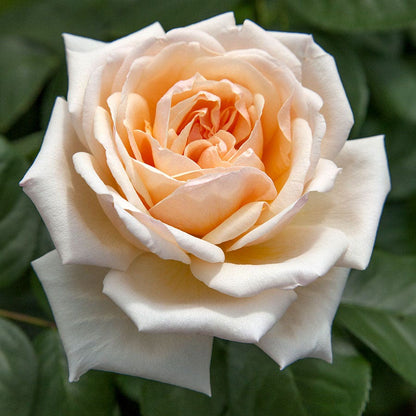Apricots n' Cream™ Hybrid Tea Rose