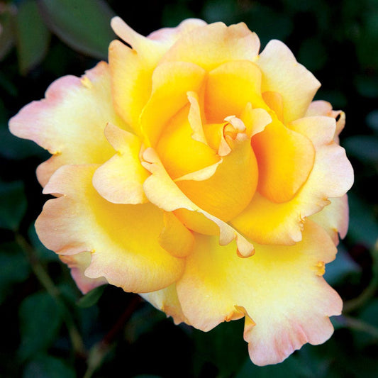 Gold Struck™ Grandiflora Rose