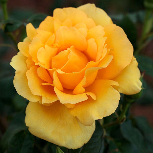 Gold Struck™ Grandiflora Rose
