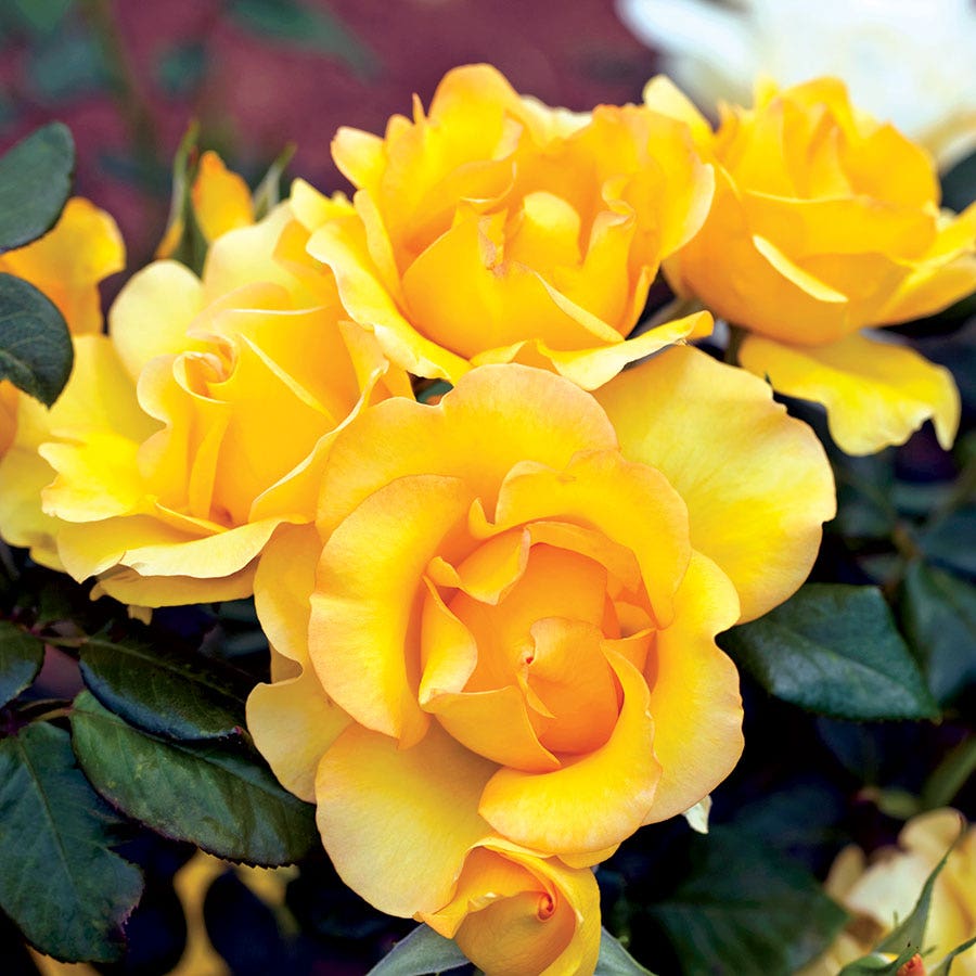 Gold Struck™ Grandiflora Rose