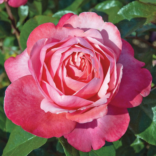 Rosa Pink Flamingo™