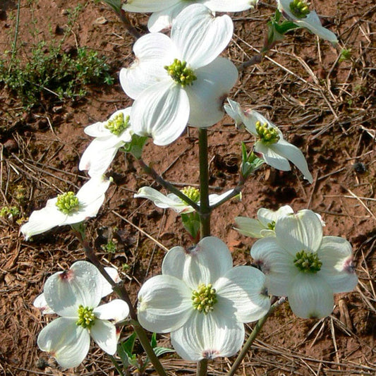 Cornus 'Cloud 9'