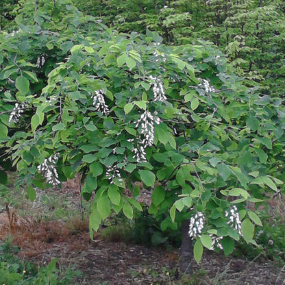 Cladrastis 'White Rain'