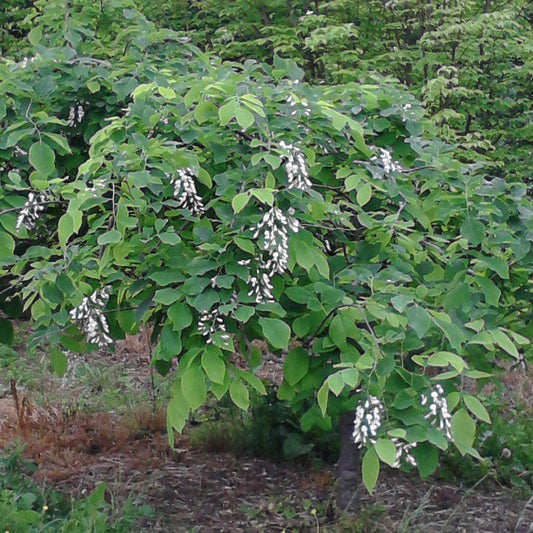 Cladrastis 'White Rain'