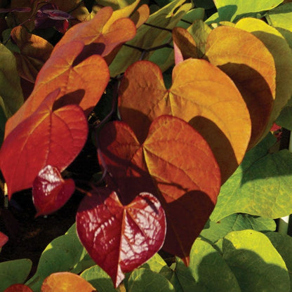 Cercis Flame Thrower®