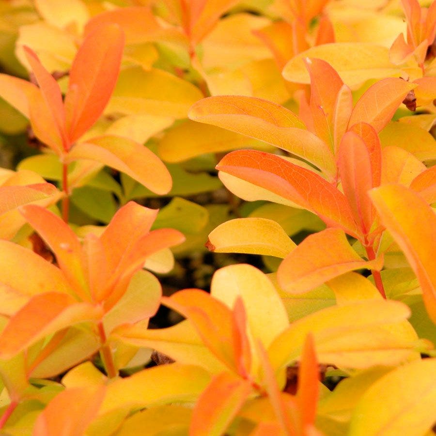 Hypericum 'Brigadoon'
