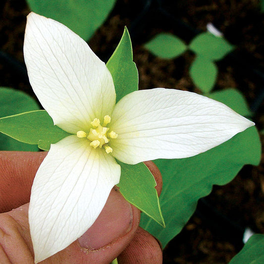 Trillium White