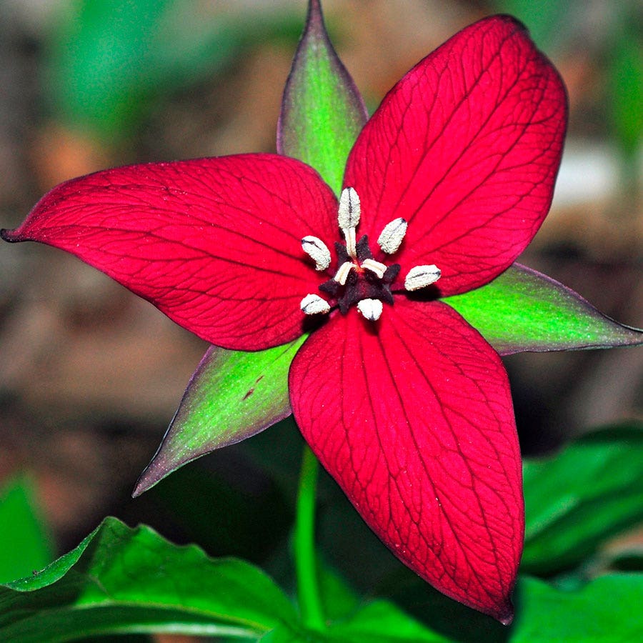 Trillium Red