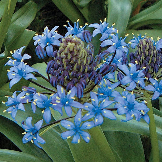 Scilla Bulbs