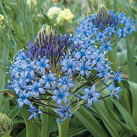 Scilla Bulbs