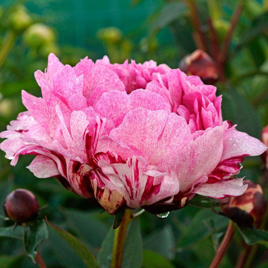 Paeonia 'The Fawn'
