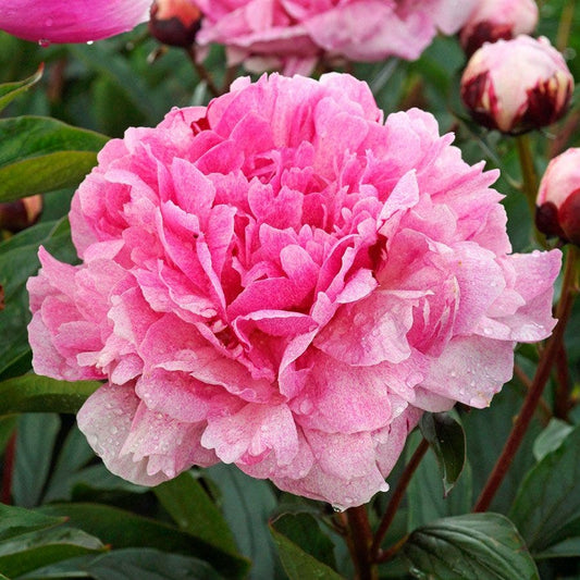 Paeonia 'The Fawn'