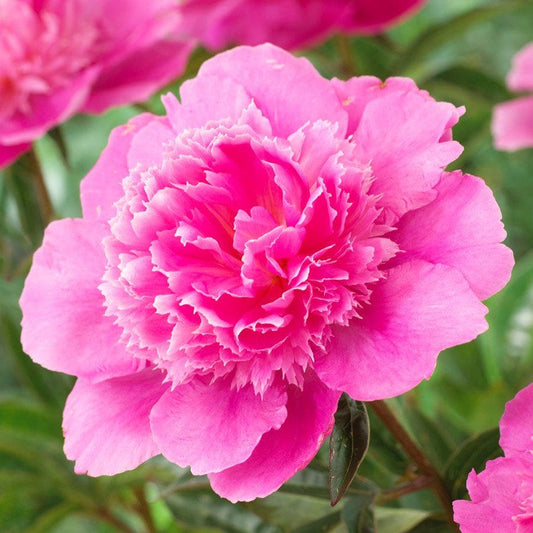 Paeonia 'Bouquet Perfect'