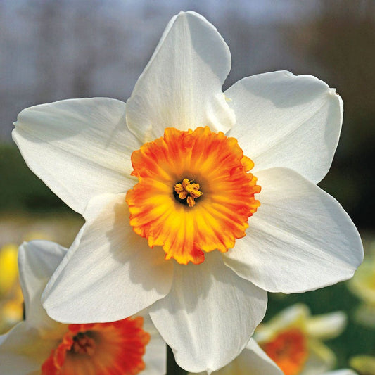 Narcissus 'Jersey Lace' Bulbs