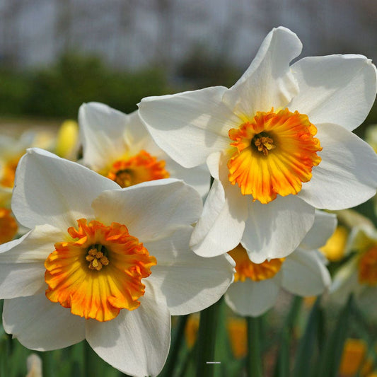Narcissus 'Jersey Lace' Bulbs