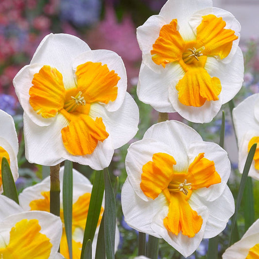 Narcissus 'Tricollet' Bulbs