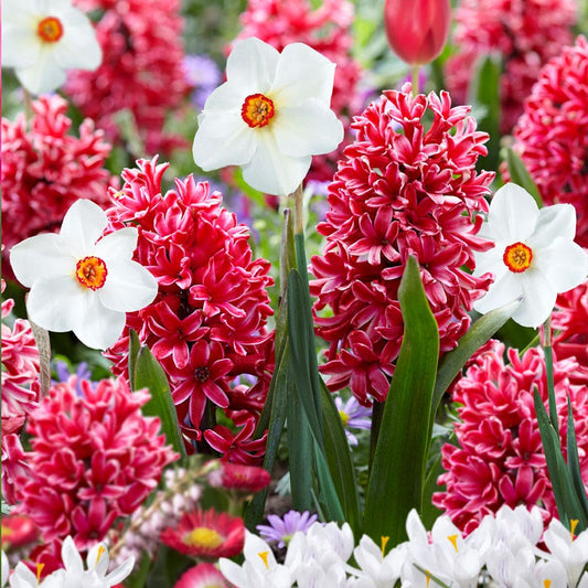 Narcissus & Hyacinth Red Eyes Bulb Blend