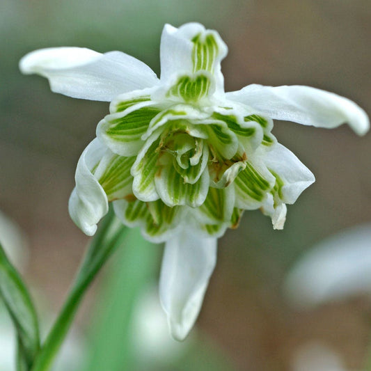 Galanthus 'Hippolyta' Bulbs