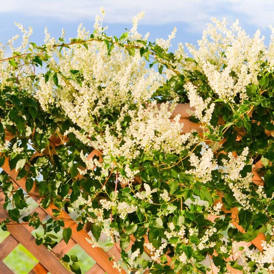 Polygonum
