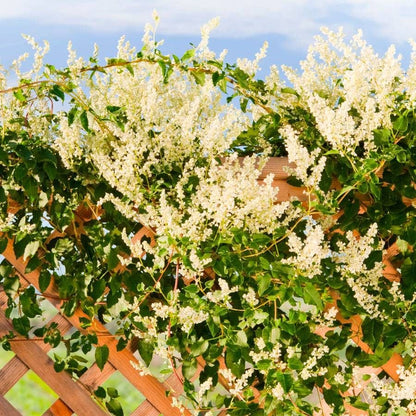Polygonum