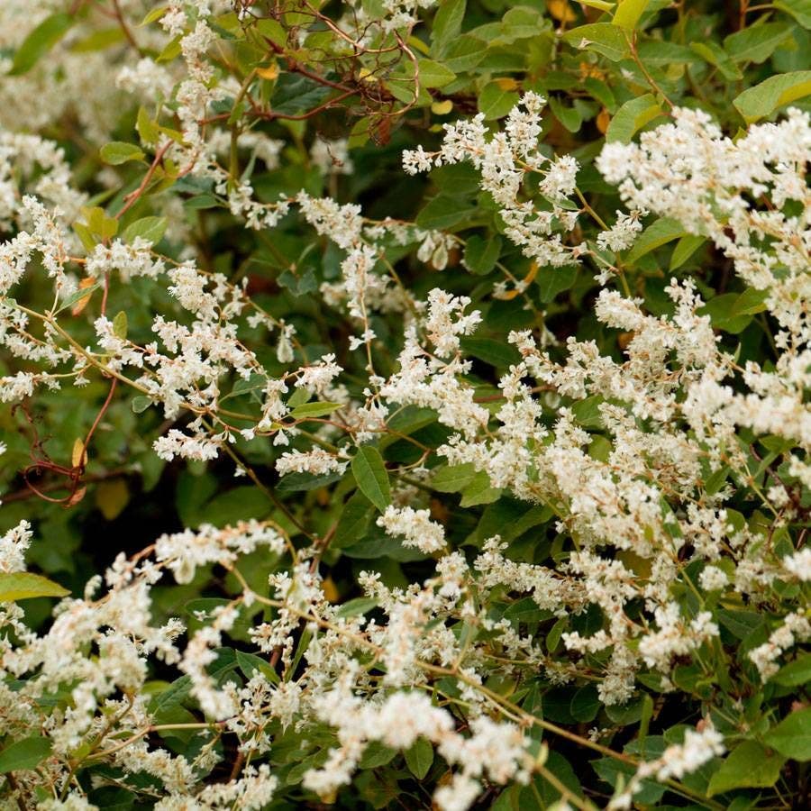 Polygonum