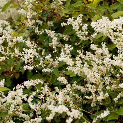 Polygonum