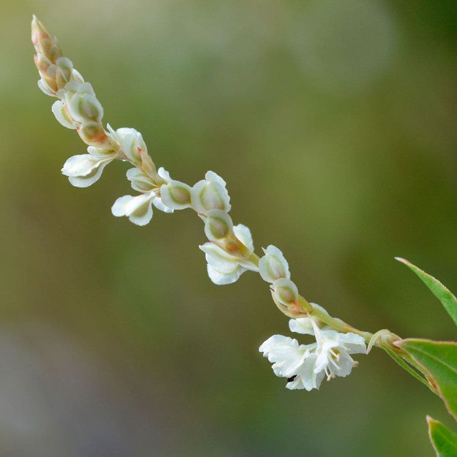 Polygonum
